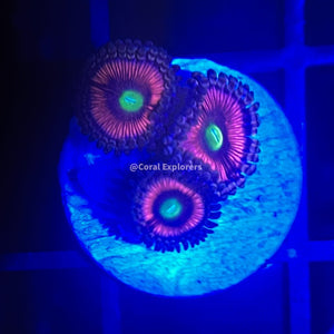 CE- WYSIWYG Ultra Pink Zippers Zoa Zoanthid Frag- Live Coral Frag LPS SPS #A6