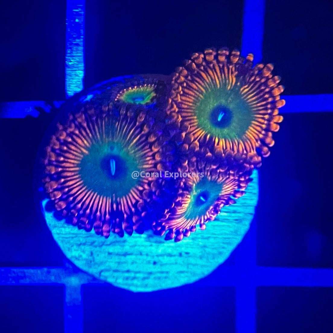 CE- WYSIWYG Ultra Bowser Zoa Zoanthid Frag- Live Coral Frag LPS SPS #A8