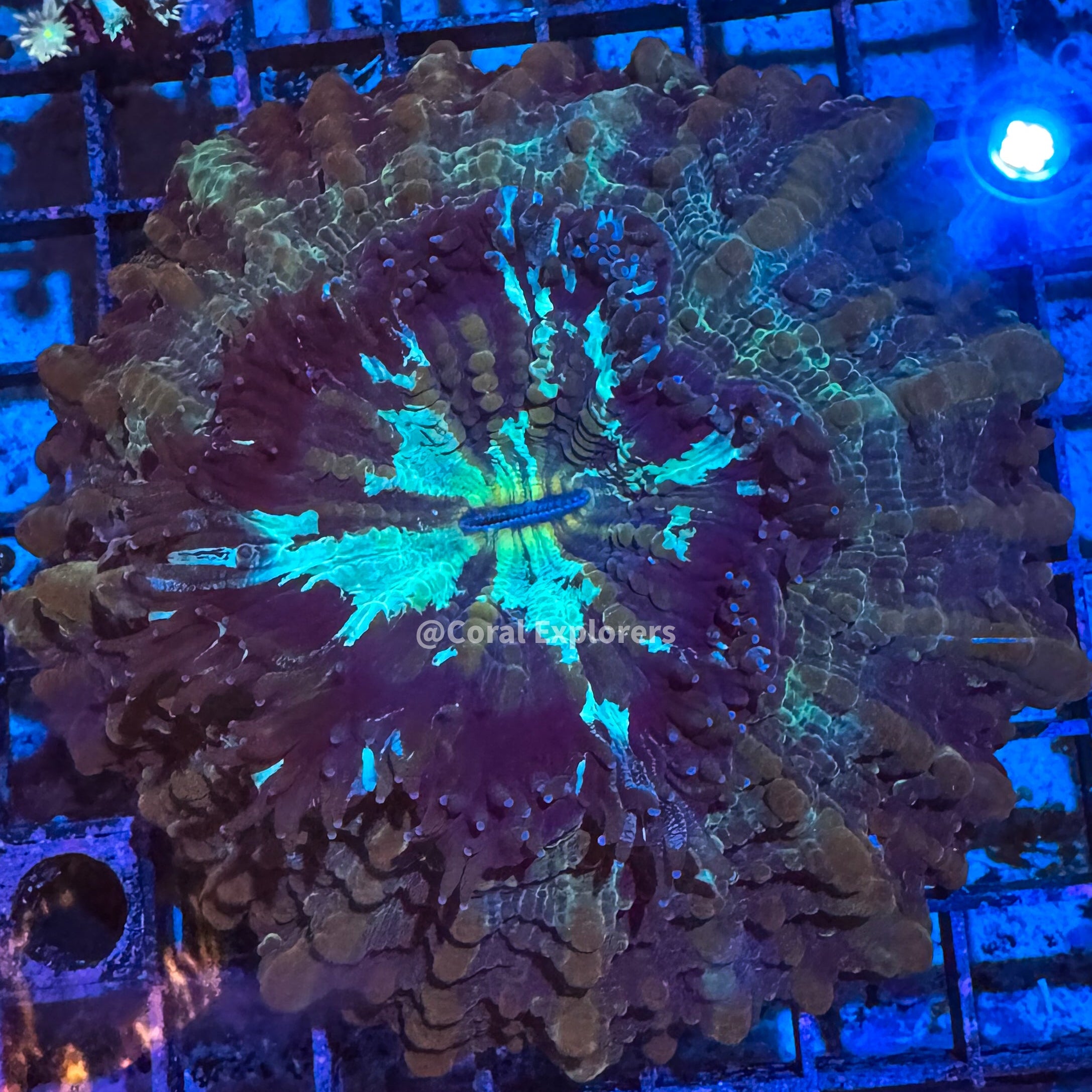 CE- WYSIWYG Acanthophyllia Coral Frag LPS SPS #AC1