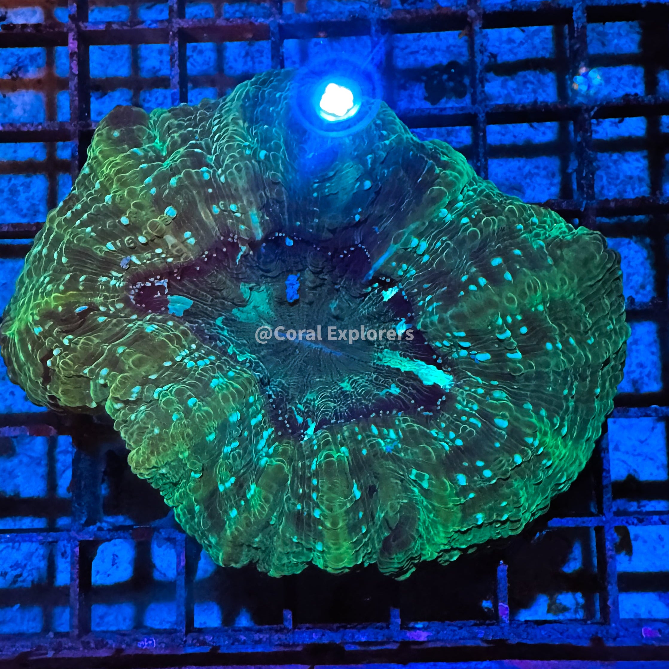 CE- WYSIWYG Acanthophyllia Coral Frag LPS SPS #AC2