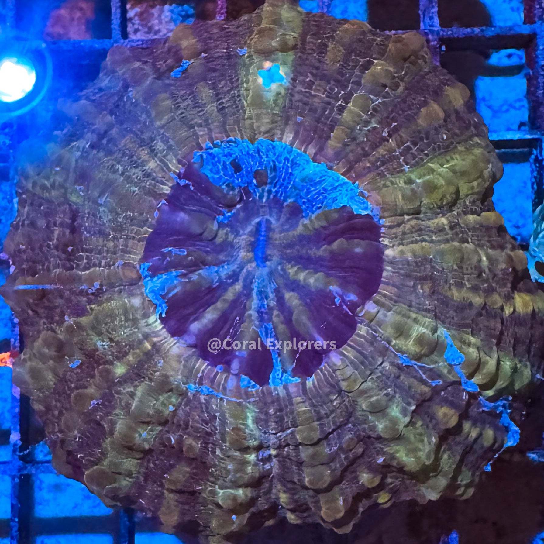 CE- WYSIWYG Acanthophyllia Coral Frag LPS SPS #AC3