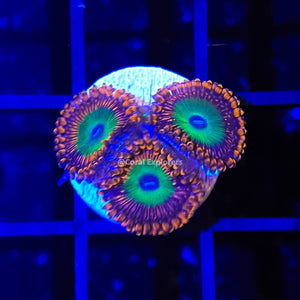 CE- WYSIWYG Supreme Candy Apple Zoa Zoanthid Frag- Live Coral Frag LPS SPS #B2