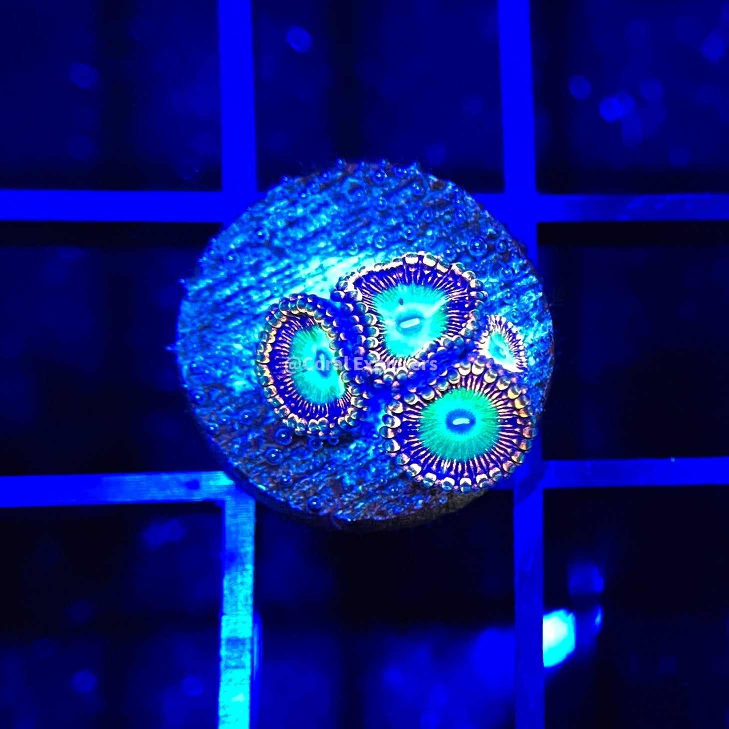 CE- WYSIWYG Ultra Candy Apple Zoa Zoanthid Frag- Live Coral Frag LPS SPS #B9
