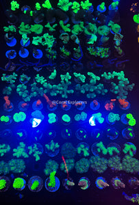 7x Coral Frag Pack Zoanthid Zoas GSP Frag LPS SPS