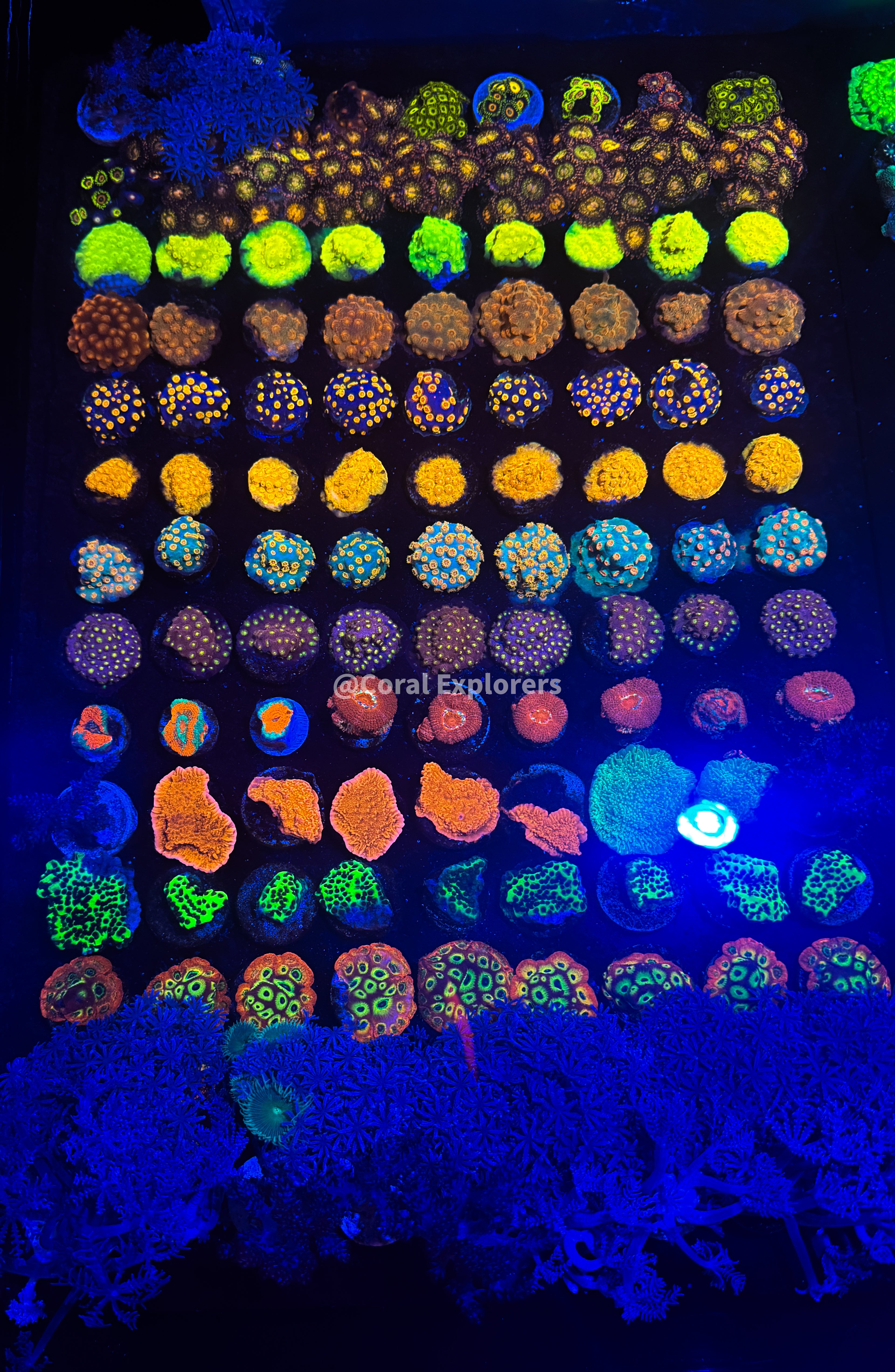 7x Coral Frag Pack Zoanthid Zoas GSP Frag LPS SPS