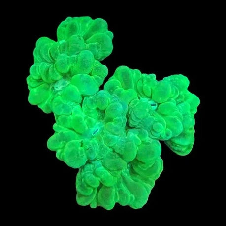 Almost WYSIWYG- Kryptonite Candycane Coral