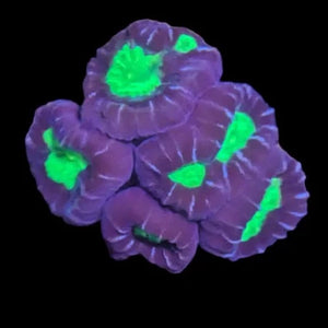 Almost WYSIWYG- Purple Candycane Coral