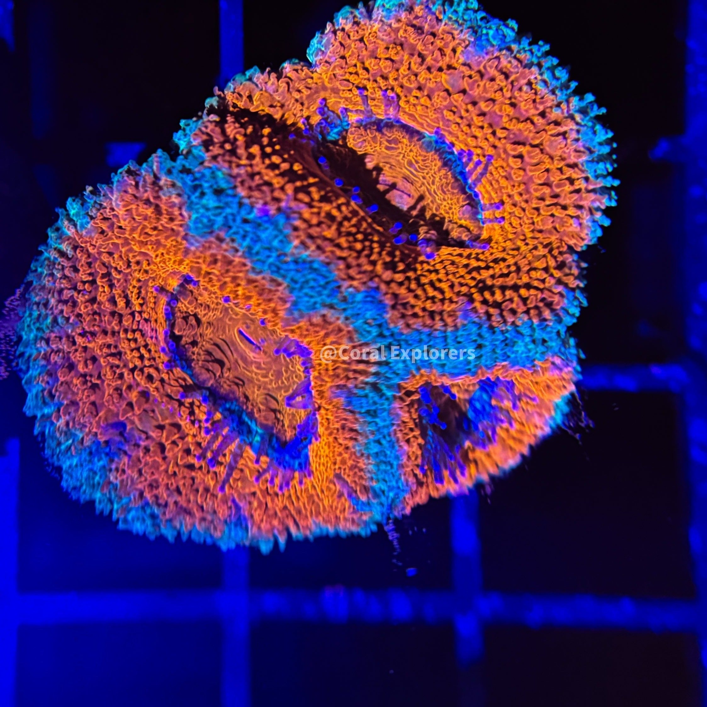 CE- WYSIWYG Tiffany Blue Acan Lord Micromussa Coral Frag LPS SPS #R1OC13