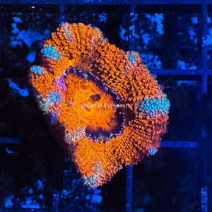 CE- WYSIWYG Candy Cane Lane Acan Lord Micromussa Live Coral Frag LPS SPS #R1B10