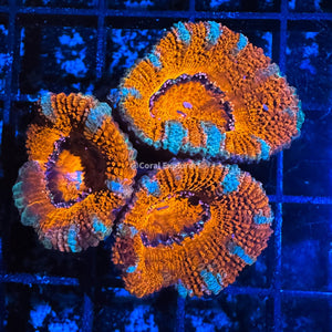 CE- WYSIWYG Tiffany Blue Acan Lord Micromussa - Live Coral Frag LPS SPS #R1B11