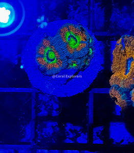 CE- WYSIWYG Holy Grail Acan Lord Micromussa - Live Coral Frag LPS SPS #R1B14