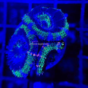 CE- WYSIWYG Grim Reaper Acan Lord Micromussa - Live Coral Frag LPS SPS #R1OC10