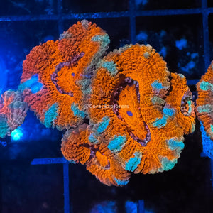 CE- WYSIWYG Tiffany Blue Acan Lord Micromussa - Live Coral Frag LPS SPS #R1B6