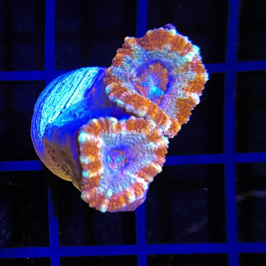 CE- WYSIWYG Peppermint Acan Micromussa - Live Coral Frag LPS SPS #R1OC11