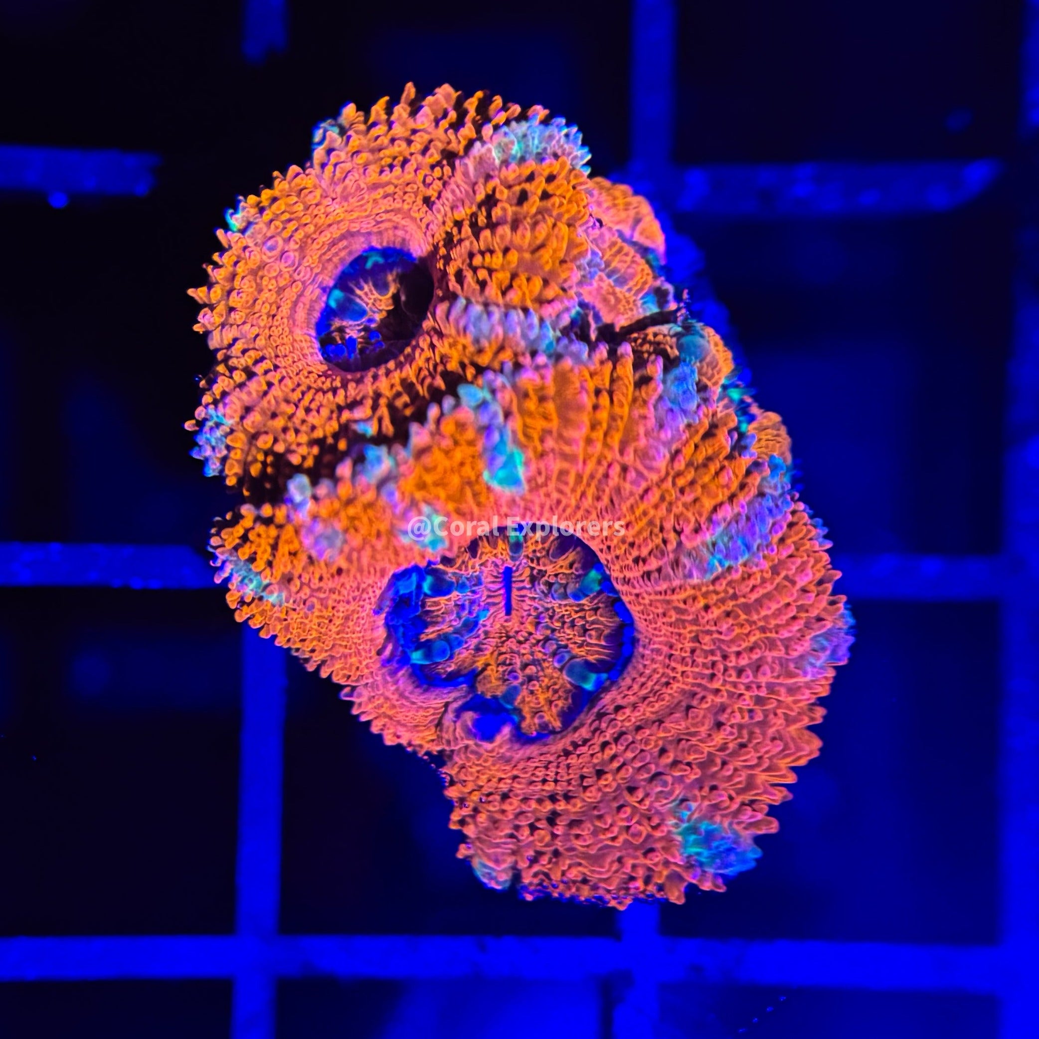 CE- WYSIWYG Lady Luck Rainbow Acan Lord Micromussa Coral Frag LPS SPS #R1OC12