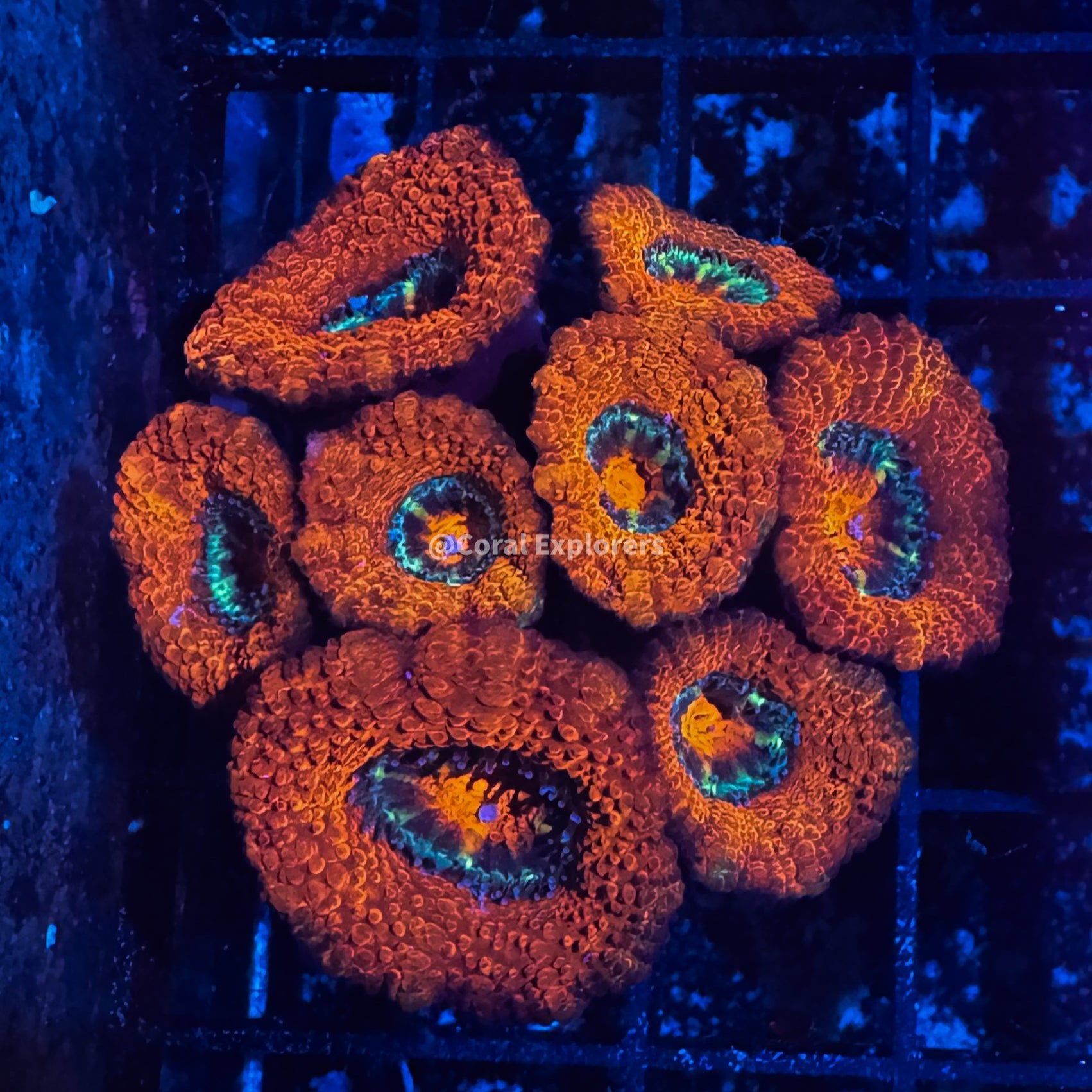 CE- WYSIWYG Lady Luck Rainbow Acan Lord Micromussa Coral Frag LPS SPS #R1OC12