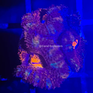 CE- WYSIWYG Red Goblin Acan Lord Micromussa Coral Frag LPS SPS #R1OD7
