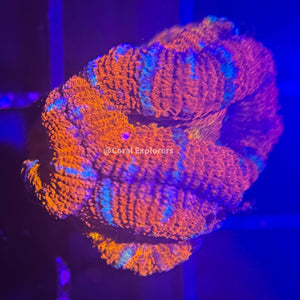 CE- WYSIWYG Jungle Juice Acan Lord Micromussa Coral Frag LPS SPS #R1OD8