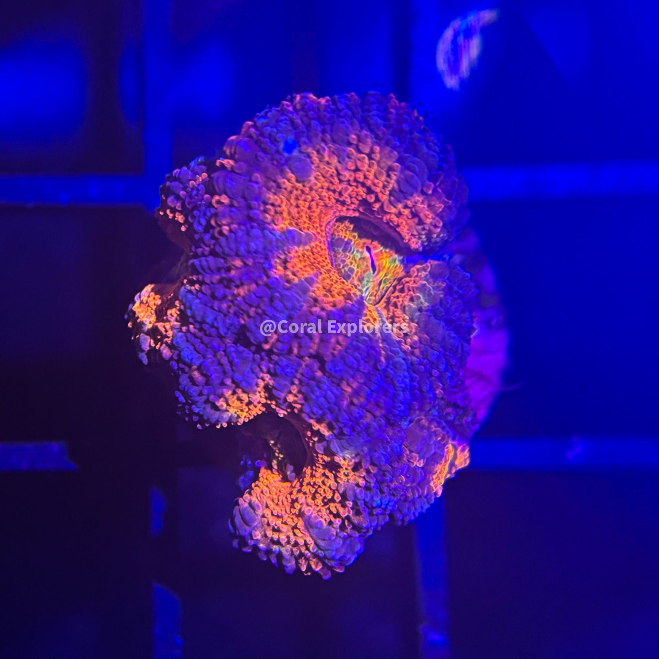 CE- WYSIWYG Lunar Eclipse Acan Lord Micromussa Coral Frag LPS SPS #R1OD9