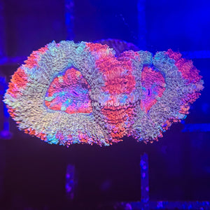 CE- WYSIWYG Peppermint Acan Micromussa - Live Coral Frag LPS SPS #R1OD3
