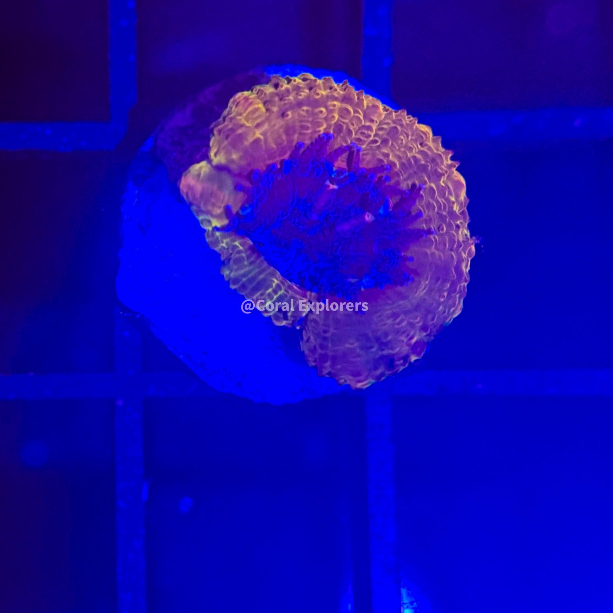 CE- WYSIWYG Golden Boy Acan Lord Micromussa Coral Frag LPS SPS #R1OD4