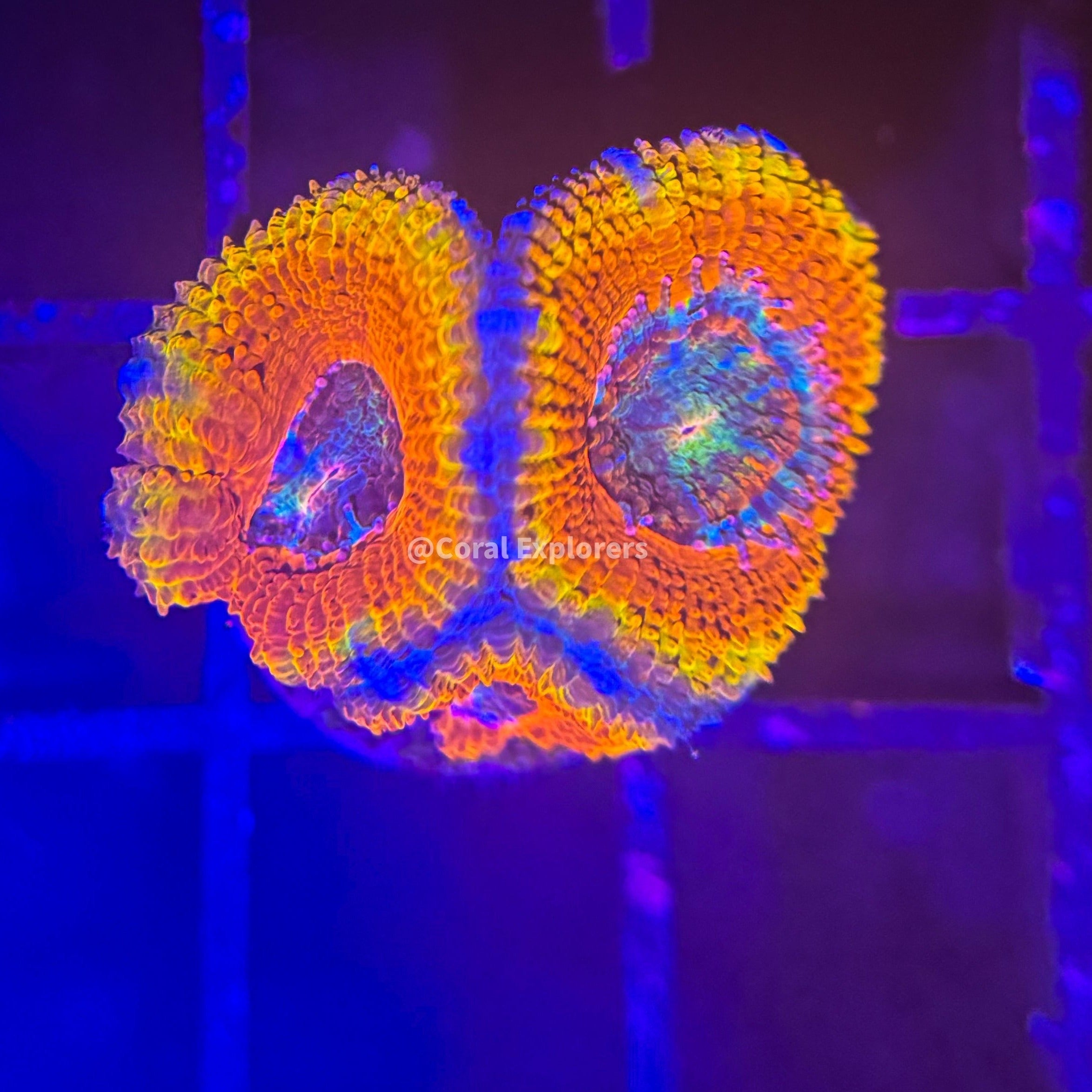 CE- WYSIWYG Neptune's Eye Acan Lord Micromussa Coral Frag LPS SPS #R1OD5