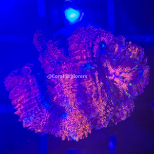 CE- WYSIWYG Flowing Lava Acan Lord Micromussa Coral Frag LPS SPS #R1OD6