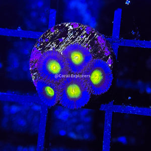 CE- WYSIWYG WWC AOI Zoa Zoanthid Frag- Live Coral Frag LPS SPS #R1D10