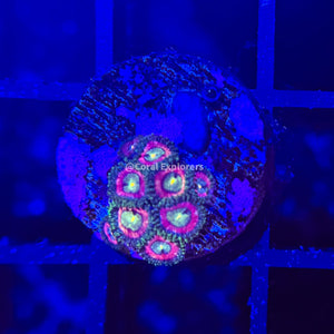 CE- WYSIWYG Pixie Dust Zoa Zoanthid Frag- Live Coral Frag LPS SPS #R1D13
