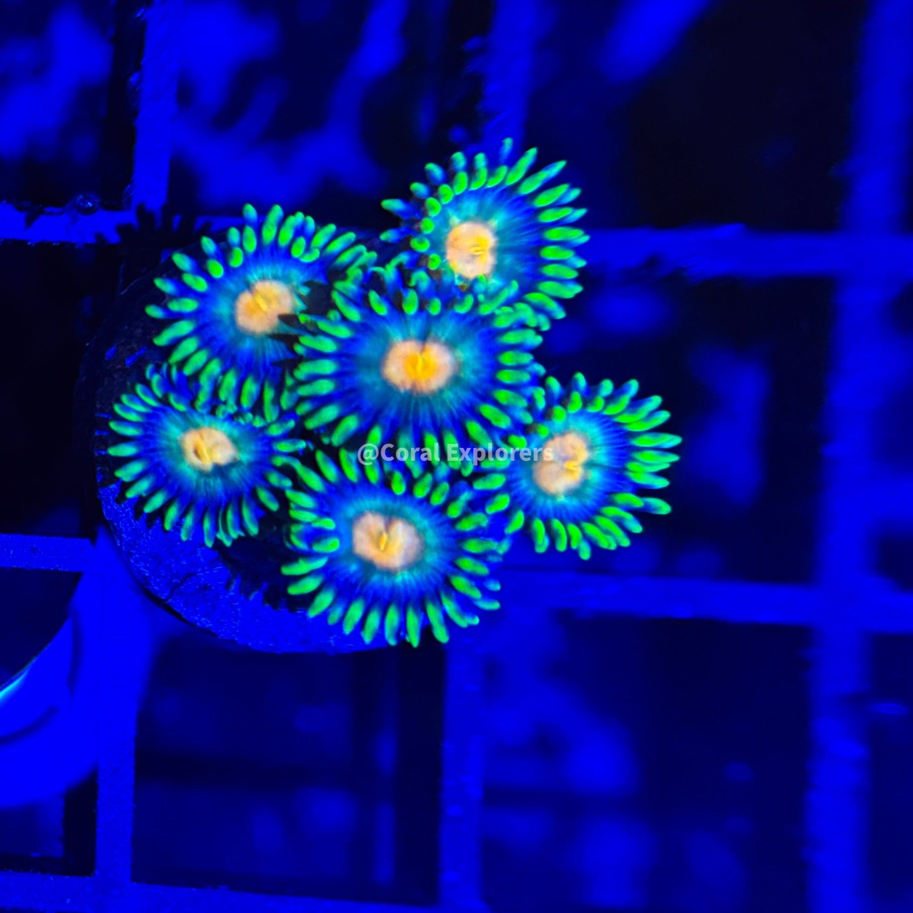 CE- WYSIWYG Green Bay Packers Zoa Zoanthids- Live Coral Frag LPS SPS #R1D6