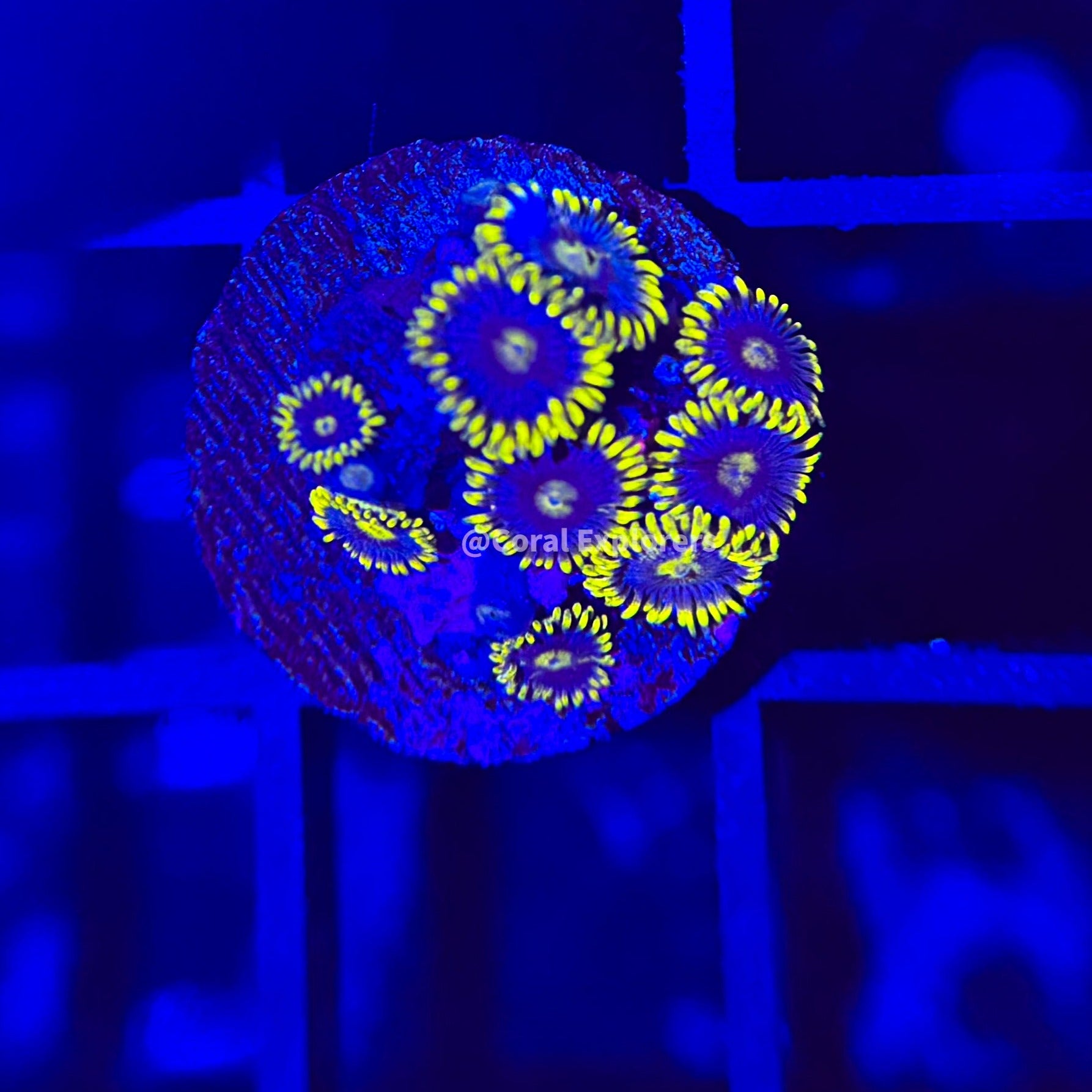 CE- WYSIWYG Frozen Hornet Zoanthid Frag- Live Coral Frag LPS SPS #R1D8