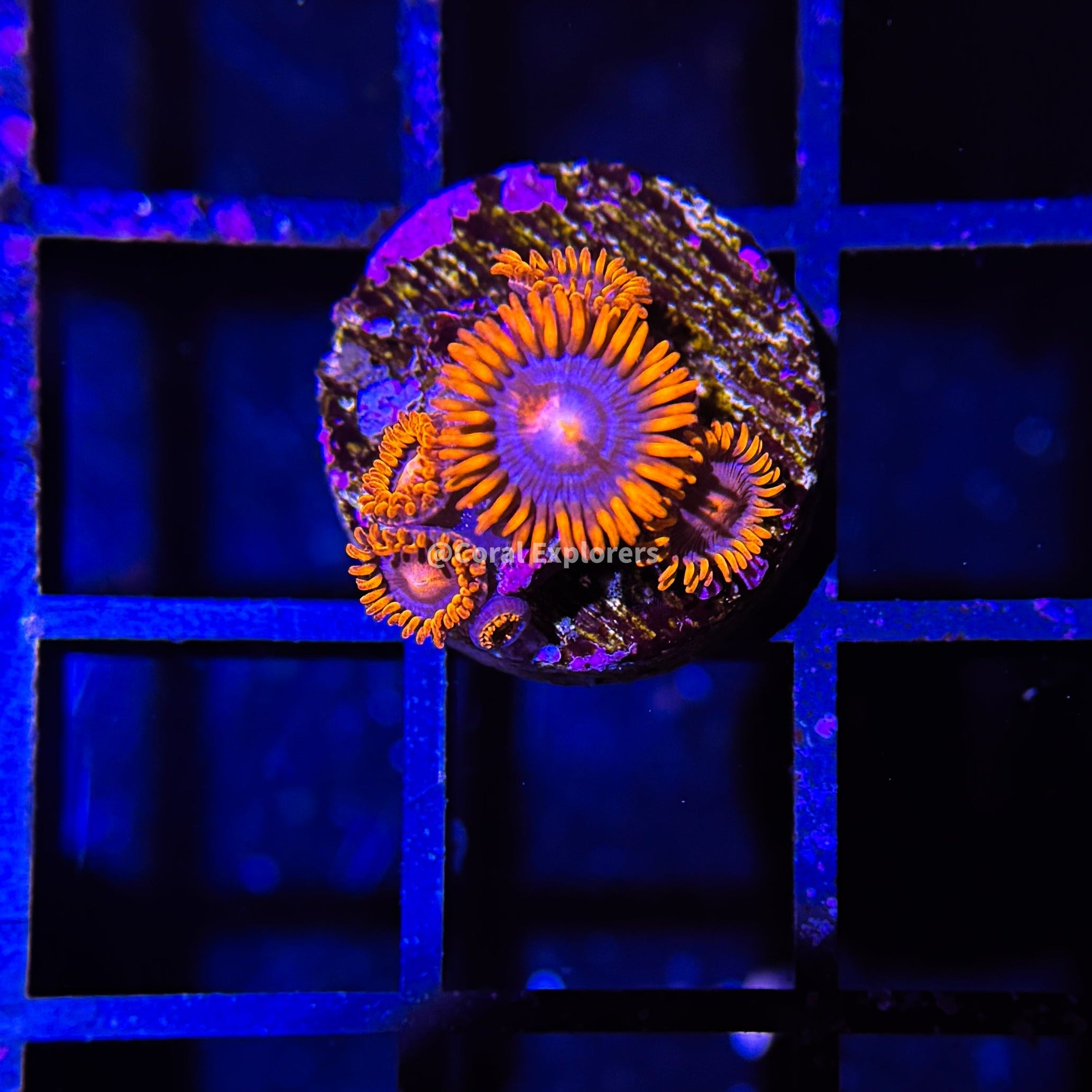 CE- WYSIWYG Ruby Rush Zoa Zoanthid - Live Coral Frag LPS SPS #R1E7