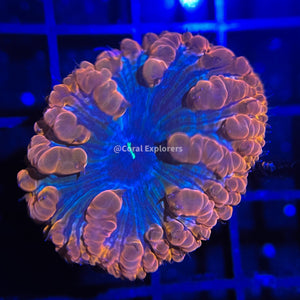 CE- WYSIWYG Neptune Blastomussa Blasto Frag - Live Coral Frag LPS SPS #R1F1