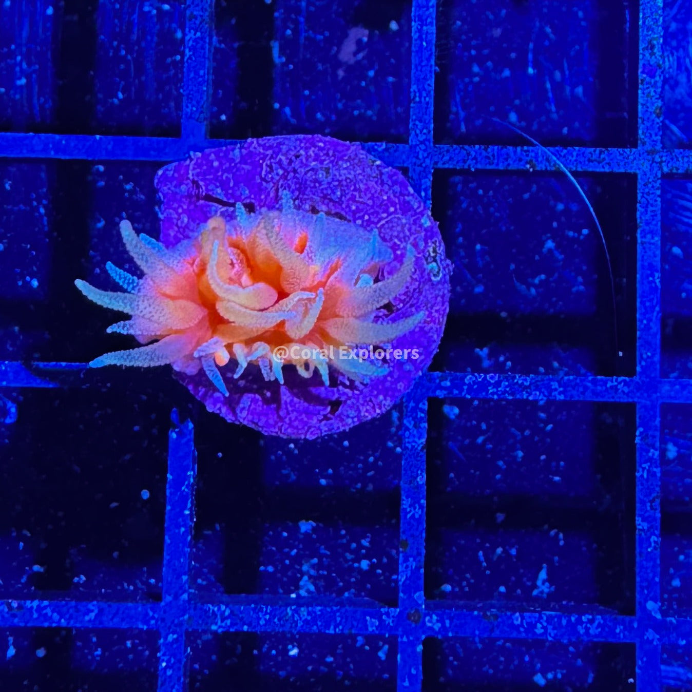 CE- WYSIWYG Fat Head ‘Dendro’- Live Coral Frag LPS SPS #R1G2