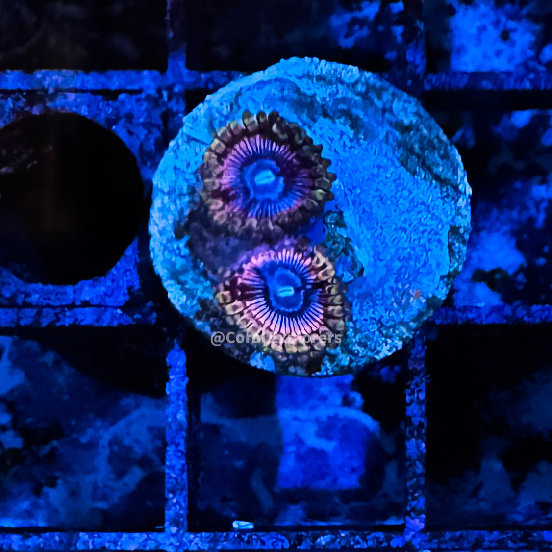 CE- WYSIWYG Bubble Gum Zoa Zoanthid Frag Live Coral LPS SPS #R1GA1