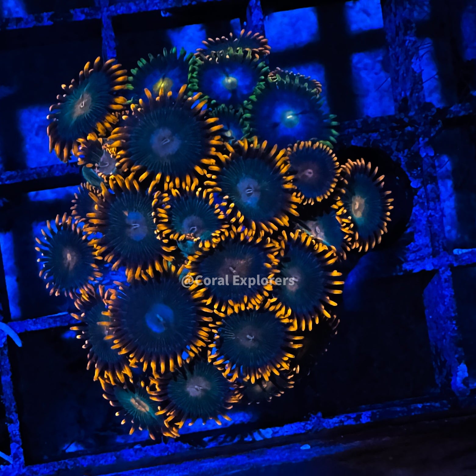 CE- WYSIWYG Mix Combo Zoa Zoanthid Frag Live Coral LPS SPS #R1GA11