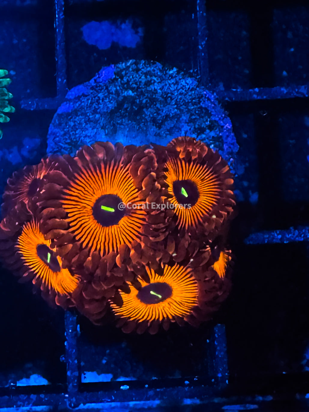 CE- WYSIWYG Red People Eater Zoa Zoanthid Frag Live Coral Frag LPS SPS #R1GA11