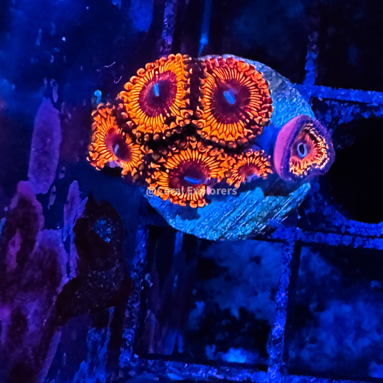 CE- WYSIWYG VDM Zoa Zoanthid Frag Live Coral Frag LPS SPS #R1GA12