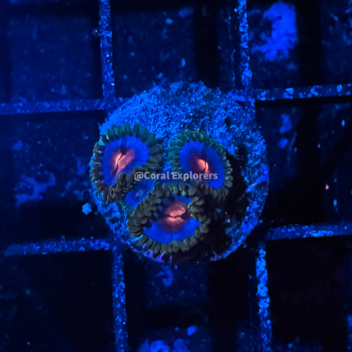 CE- WYSIWYG Miami Vice Zoa Zoanthid Frag Live Coral Frag LPS SPS #R1GA12