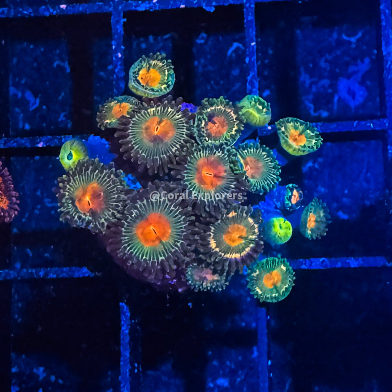 CE- WYSIWYG Bear Claw Zoa Zoanthid Frag Live Coral Frag LPS SPS #R1GA15
