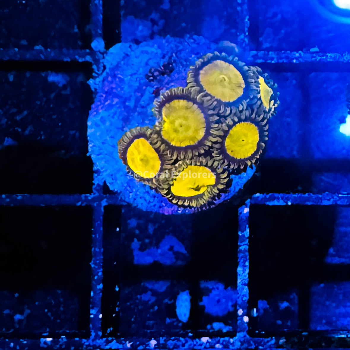 CE- WYSIWYG Scramble Egg Zoa Zoanthid Frag Live Coral Frag LPS SPS #R1GA16