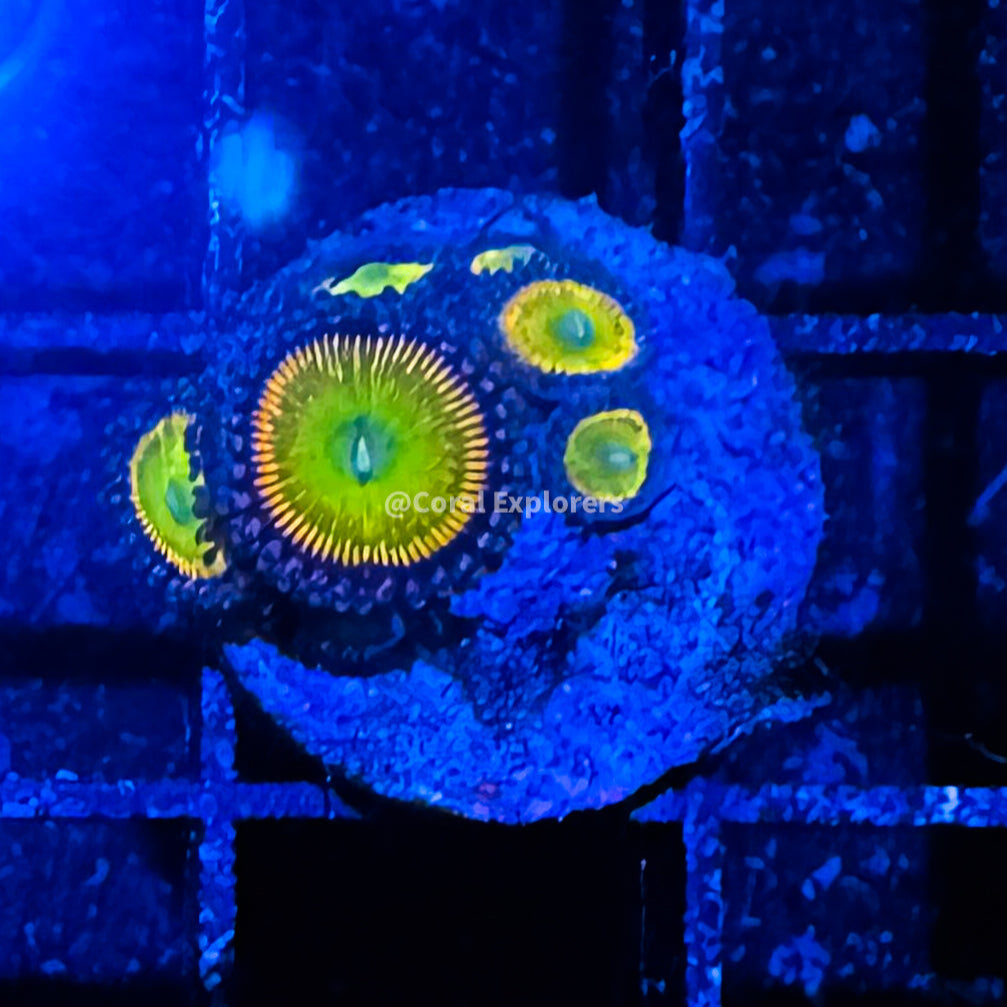 CE- WYSIWYG Rainbow Troll Zoa Zoanthid Frag Live Coral Frag LPS SPS #R1GA17