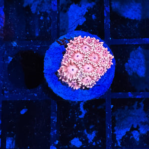 CE- WYSIWYG Peach and Cream Rainbow Goni Frag - Live Coral Frag LPS SPS #R1GA1