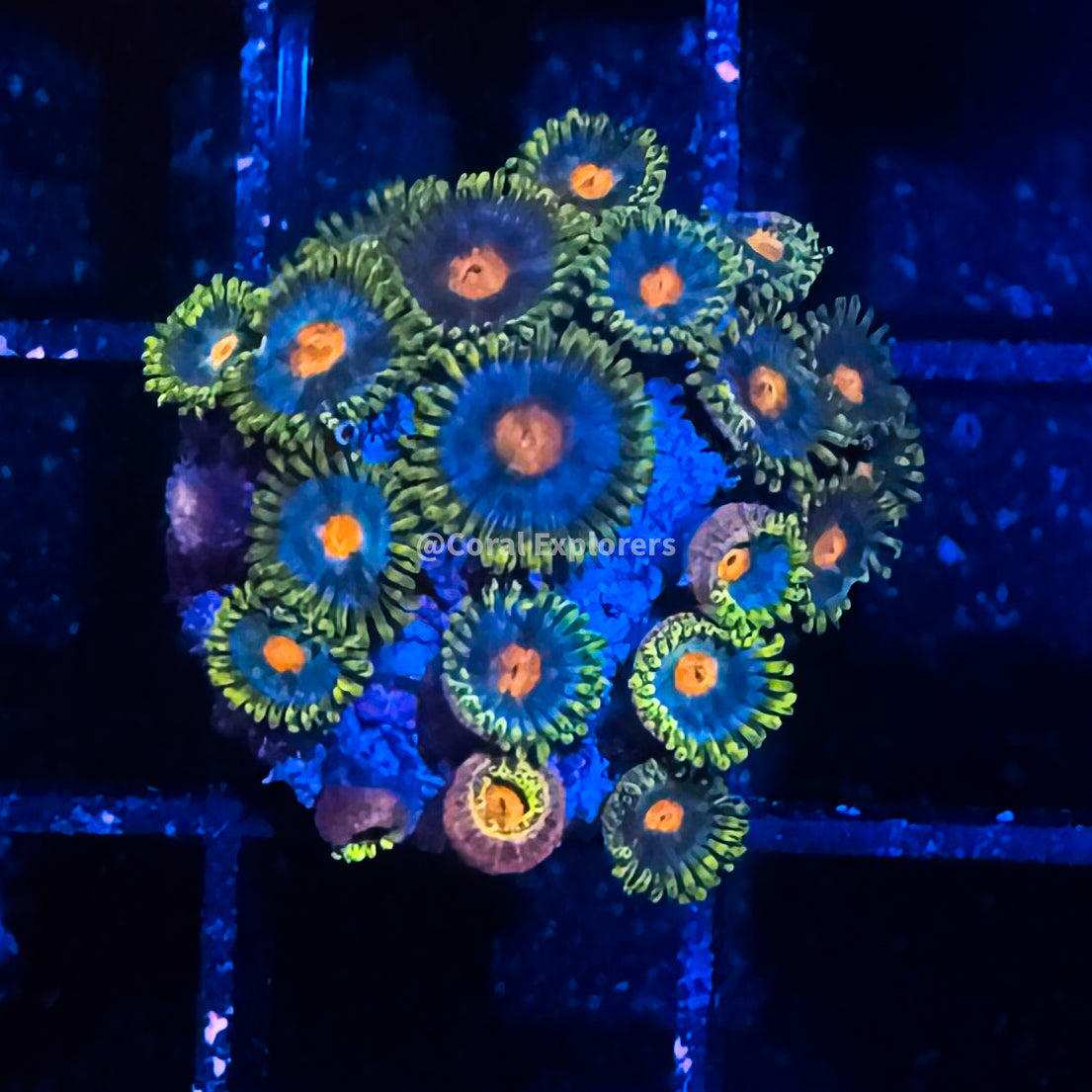 CE- WYSIWYG Green Bay Packers Zoa Zoanthid Frag- Live Coral Frag LPS SPS #R1GA2