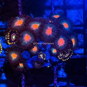 CE- WYSIWYG Mix Combo Zoa Zoanthid Frag Live Coral Frag LPS SPS #R1GA3