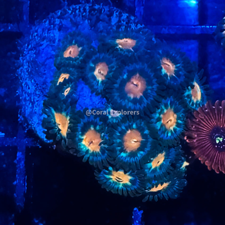 CE- WYSIWYG Titans Zoa Zoanthid Frag- Live Coral Frag LPS SPS #R1GA5
