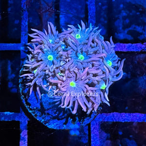 CE- WYSIWYG Midnight Rush Rainbow Goni Frag - Live Coral Frag LPS SPS #R1GA6