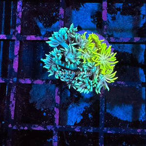 CE- WYSIWYG Twin Flame Rainbow Goni Frag - Live Coral Frag LPS SPS #R1GA7