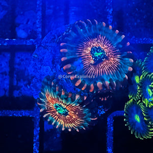 CE- WYSIWYG White Zombie Zoa Zoanthid Frag- Live Coral Frag LPS SPS #R1GA8
