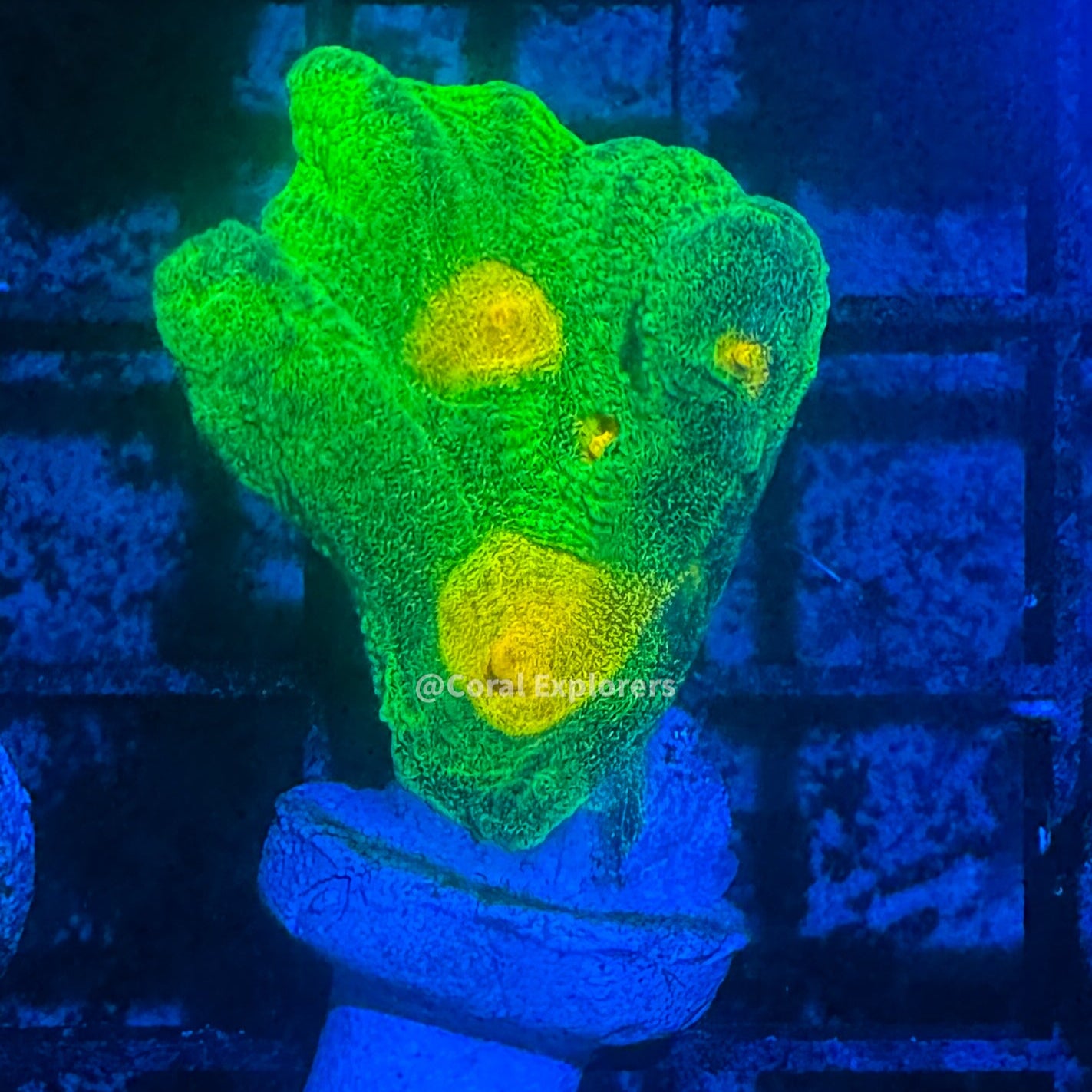 CE- WYSIWYG Space Invader Pectinia Frag Live Coral Frag LPS SPS #R1GAA1